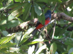 Trogon melanurus