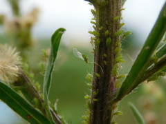 Uroleucon erigeronense