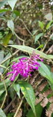 Palicourea angustifolia