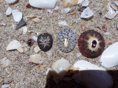 Siphonaria propria