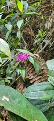Palicourea angustifolia