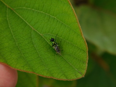 Prosopochrysa vitripennis