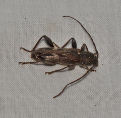 Phacodes