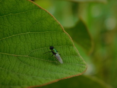 Prosopochrysa vitripennis