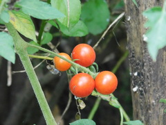 Solanum lycopersicum cerasiforme