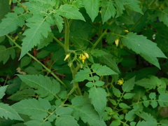 Solanum lycopersicum cerasiforme