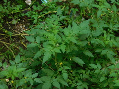 Solanum lycopersicum cerasiforme