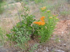 Asclepias tuberosa interior