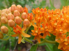 Asclepias tuberosa interior