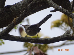 Campylorhynchus nuchalis