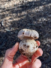 Boletus barrowsii