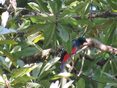 Trogon melanurus