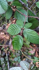Rubus