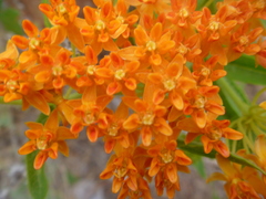 Asclepias tuberosa interior