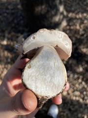 Boletus barrowsii