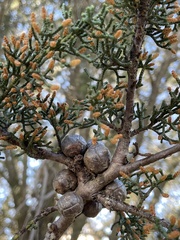 Cupressus abramsiana