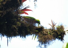 Chlorophonia callophrys