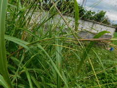 Rottboellia cochinchinensis