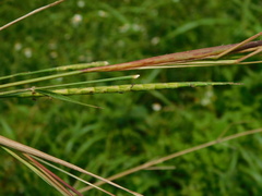 Rottboellia cochinchinensis