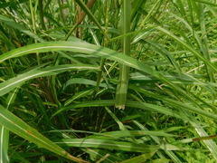 Rottboellia cochinchinensis