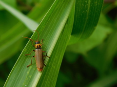 Paradiscodon basilare