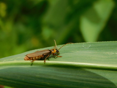 Paradiscodon basilare