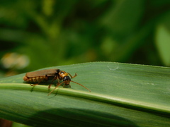 Paradiscodon basilare