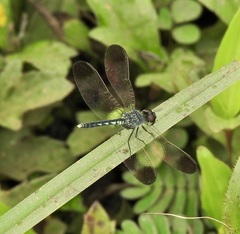 Diplacodes nebulosa
