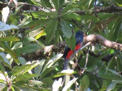 Trogon melanurus
