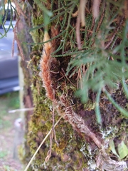 Davallia trichomanoides