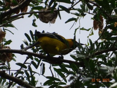 Icterus nigrogularis