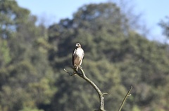 Buteo jamaicensis