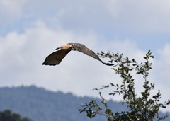 Buteo jamaicensis