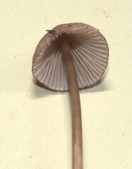 Mycena purpureofusca