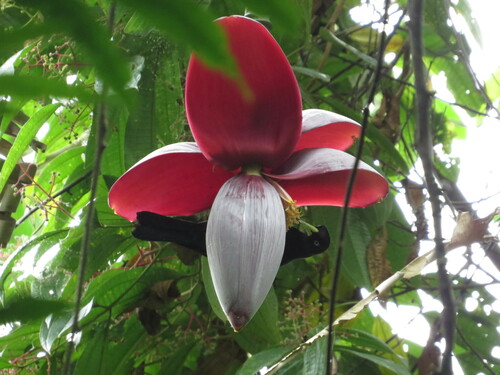 Image of Musa balbisiana by (c) Paul Prior, some rights reserved (CC BY)