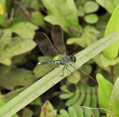 Diplacodes nebulosa