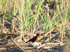 Leistes militaris