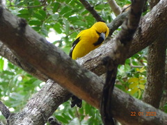 Icterus nigrogularis