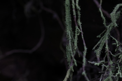 Chaenotheca furfuracea