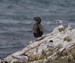 Phalacrocorax punctatus