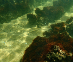 Sillaginodes punctatus