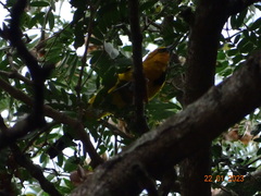 Icterus nigrogularis