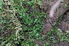 Atrichum selwynii