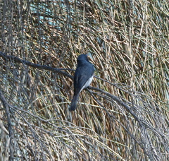 Myiagra rubecula