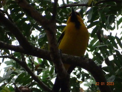 Icterus nigrogularis