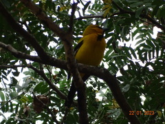 Icterus nigrogularis