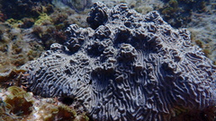 Pseudodiploria clivosa