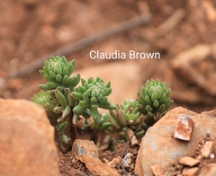 Sedum greggii
