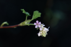 Ribes sanguineum glutinosum
