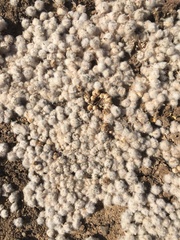 Psilocarphus chilensis